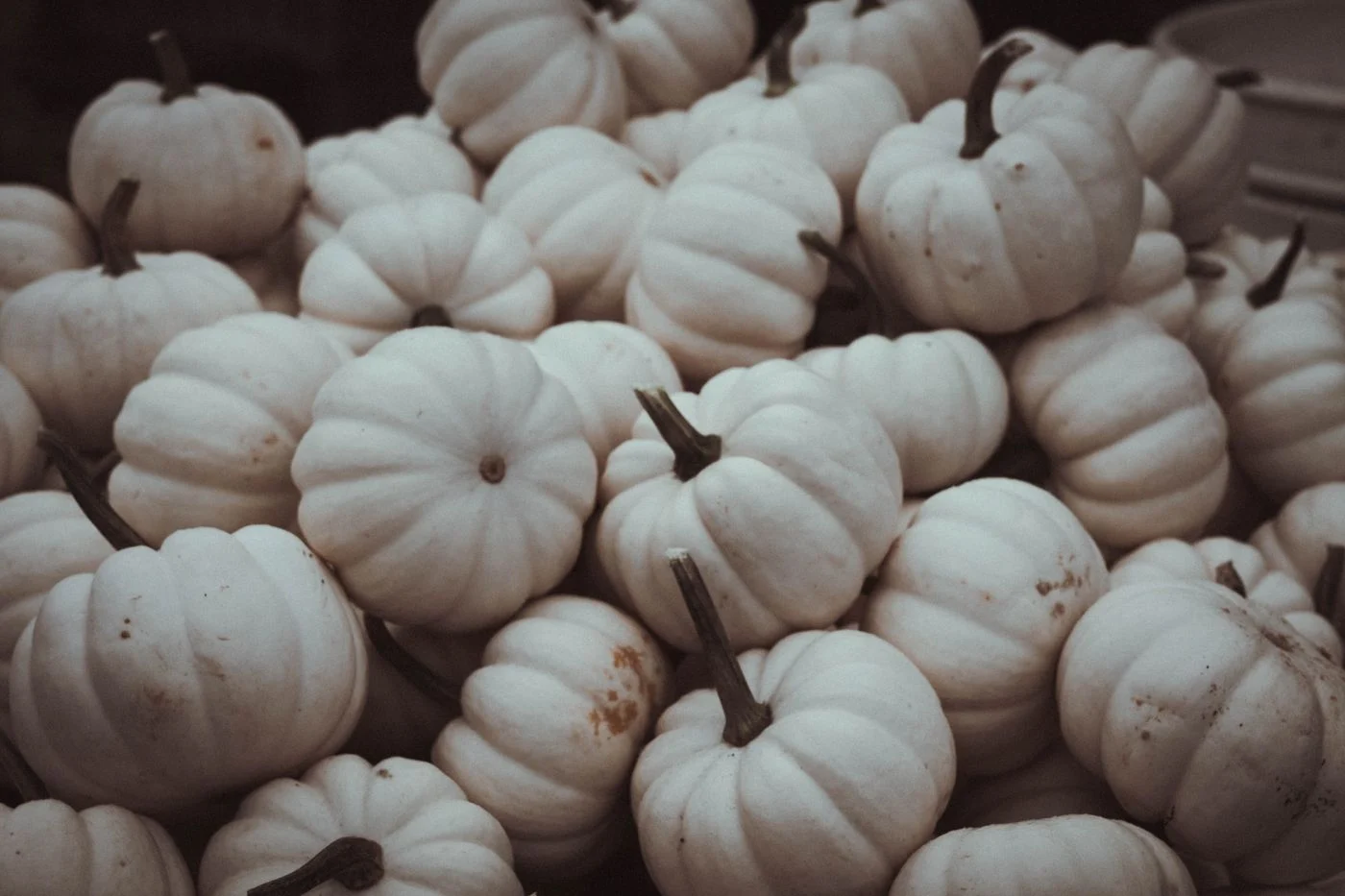 Small white pumpkins grouped together.